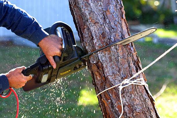 How Our Tree Care Process Works  in  Walled Lake, MI