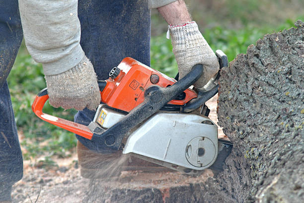 Trusted Walled Lake, MI Tree Removal Services Experts